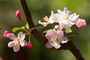 海棠在线观看,沉浸式观赏，尽享春日海棠盛宴  第3张